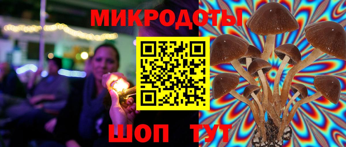 Псилоцибиновые грибы Psilocybe Барабинск